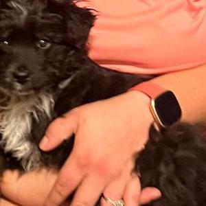 Lost Dog Raven