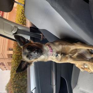 Lost Dog bambi marin