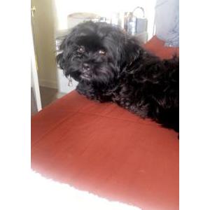 Lost Dog Louie