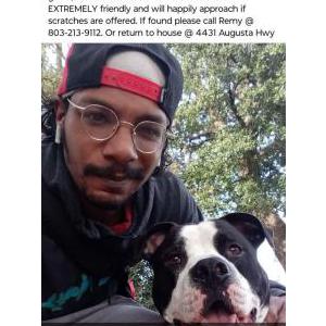 Image of Khali, Lost Dog