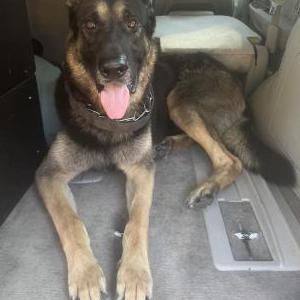 Image of Unknown, Found Dog