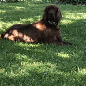 Lost Dog Jackson