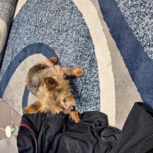 Found Dog unknown