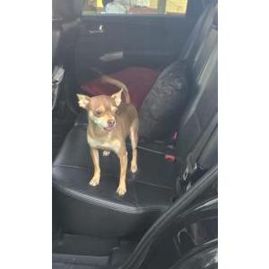 Lost Dog Bobby