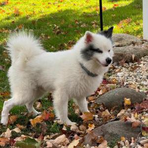 Lost Dog Marshmallow