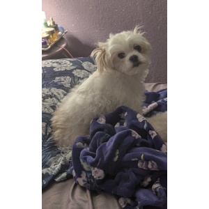 Lost Dog Luna