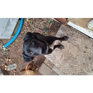 Found Dog Unknown