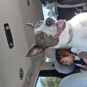 Found Dog unknown