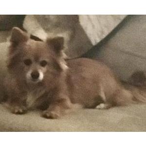 Lost Dog Foxy