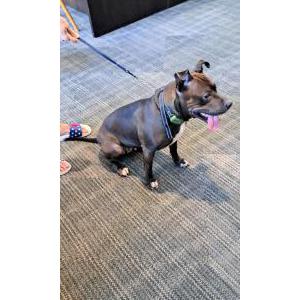 Found Dog Unknown