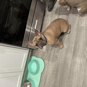 Found Dog Unknown