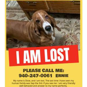Lost Dog Dixie