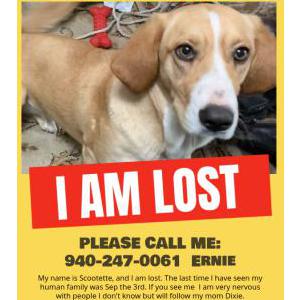 Lost Dog Scootette