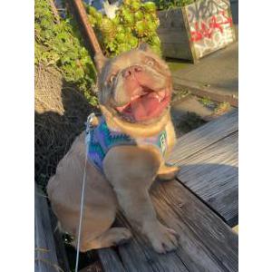 Lost Dog Barbie