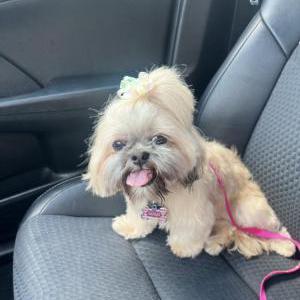 Lost Dog Lulu