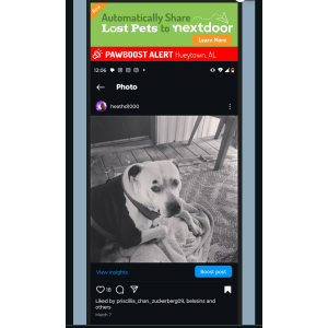 Image of Bj, Lost Dog