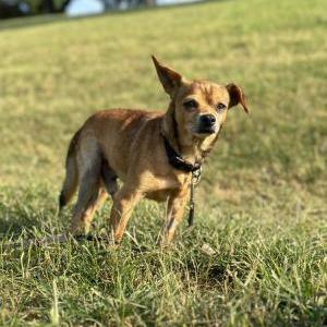 Lost Dog Diego