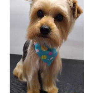 Lost Dog Jacob