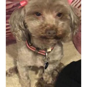 Lost Dog Chikis