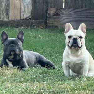 Lost Dog Loki & Odin