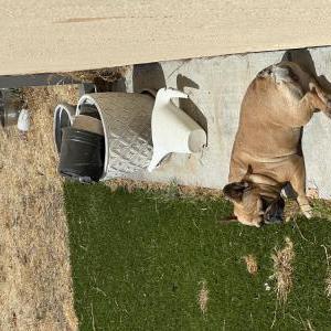Lost Dog Gorda