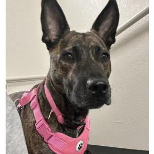 Lost Dog Nova