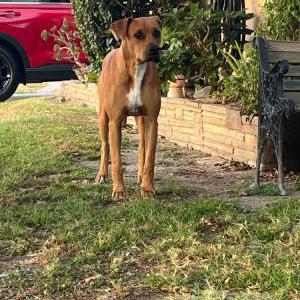 Found Dog Unknown