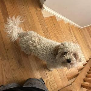Found Dog Unknown