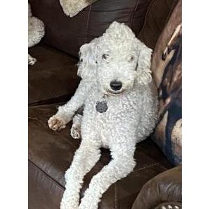 Lost Dog Posey