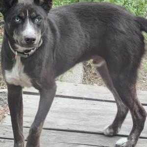 Found Dog Loki