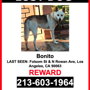 Lost Dog Bonito