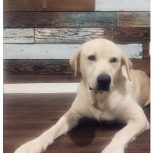 Lost Dog Ranger