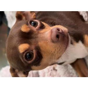Lost Dog BADU
