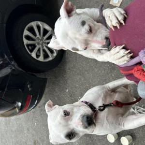 Lost Dog Lift eye and tossz