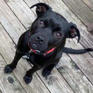Lost Dog Georgia