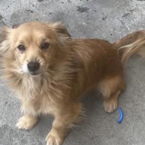 Lost Dog Lucas