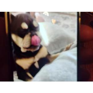 Lost Dog prada