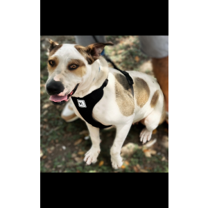 Lost Dog Coco