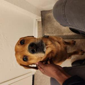 Found Dog Channing