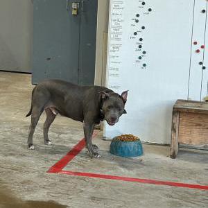 Lost Dog GRAYSON