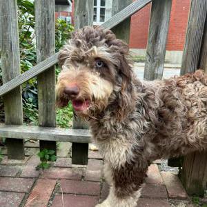 Lost Dog Raina