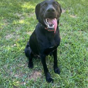 Lost Dog Bubba