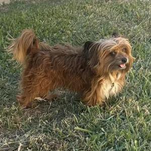 Found Dog Unknown