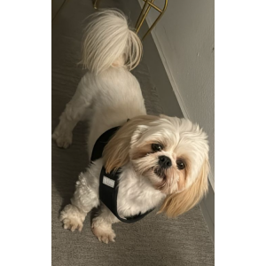 Lost Dog Coco