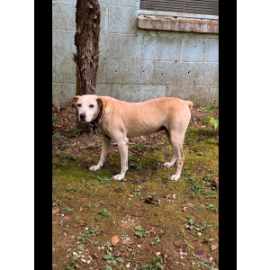 Lost Dog Sandy
