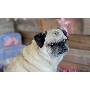 Lost Dog Maui stewart/ tan pu