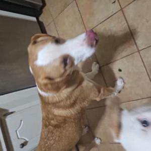Lost Dog Big Dog