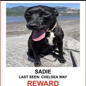 Lost Dog SADIE