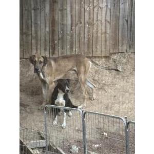 Lost Dog Bron & Beau