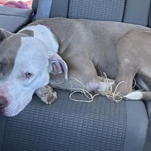 Found Dog unknown
